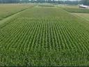 Aerial view of cornfield with straight crop rows and farm buildings beyond