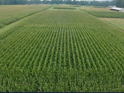 Aerial view of cornfield with straight crop rows and farm buildings beyond