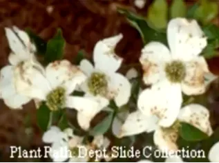 Spot Anthracnose on Dogwood
