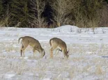 White-tailed deed