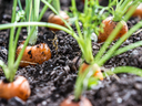 Carrots in the garden