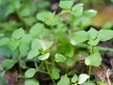 Chickweed