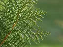 Evergreen tree