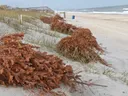 Christmas trees helping dune erosion