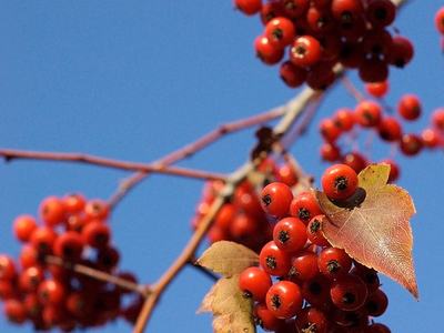 image of Washington Hawthorne