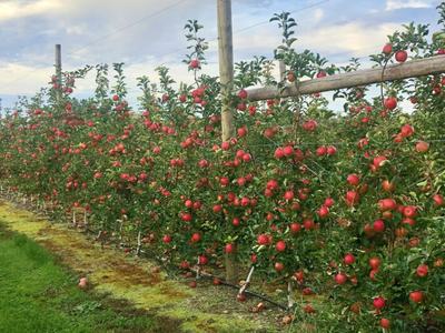 Apple trellising system