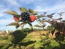 Tiny Asian wasps may be released in NC to help manage Spotted Wing Drosophila in berry crops.