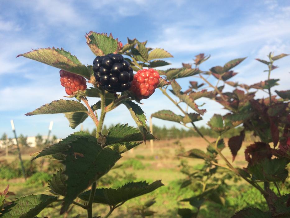 Tiny Asian wasps may be released in NC to help manage Spotted Wing Drosophila in berry crops.