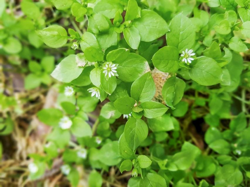 image of chickweed