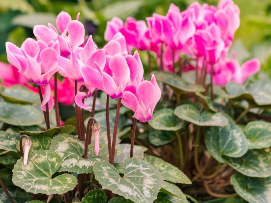 image of Cyclamen