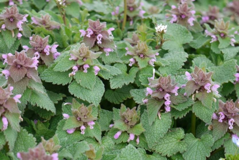 image of deadnettle
