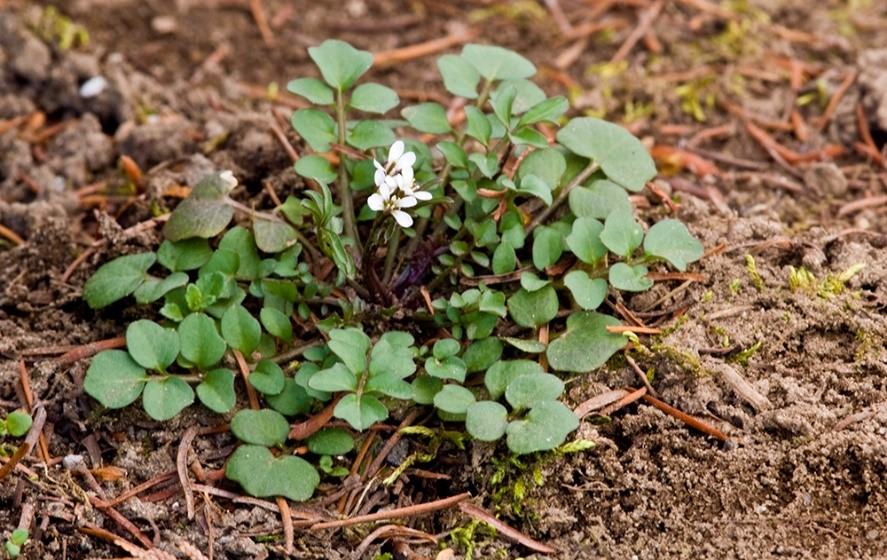 image of Hairy bittercress