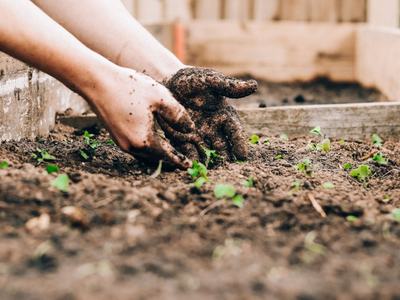 Hands covered in soil planting small green seedlings in a raised garden bed