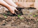 Hands covered in soil planting small green seedlings in a raised garden bed