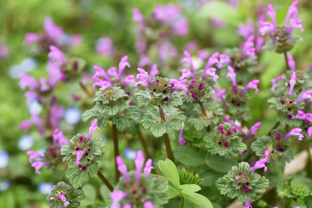 image of Henbit