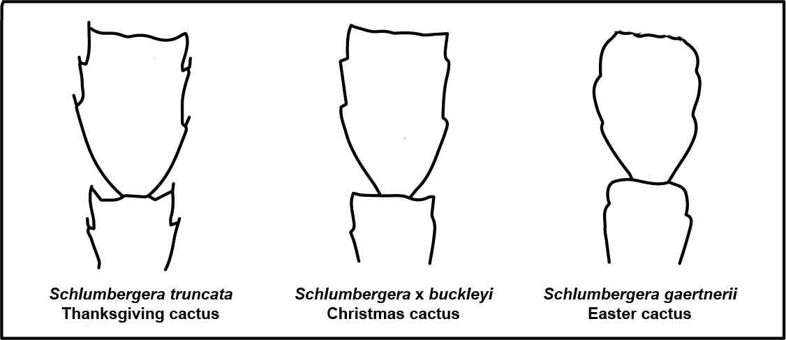 Thanksgiving, Christmas and Easter cactus diagram