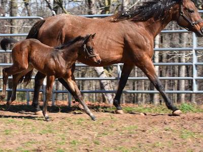 horse and colt