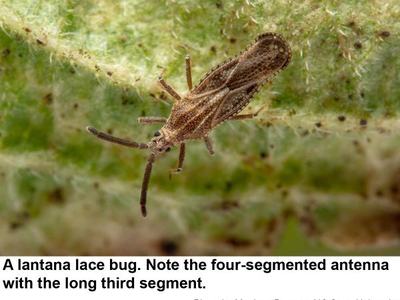 Lantana Lace Bug