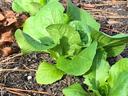 Butterhead Lettuce