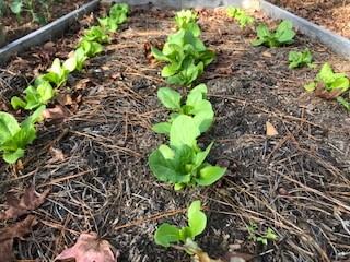 Butterhead Lettuce