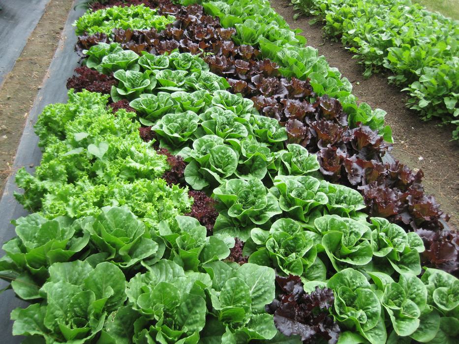 lettuce beds