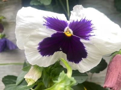 picture of white and purple pansy