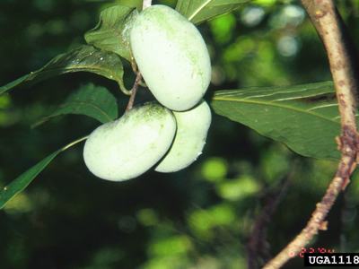 Three pale green oval fruits hanging from a leafy branch; text "UGA1118010"