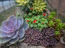 succulents