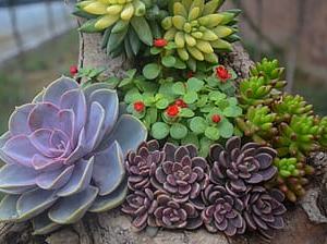 succulents