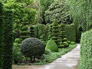 pruned ornamental shrubs