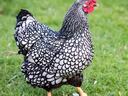 Silver-laced Wyandotte