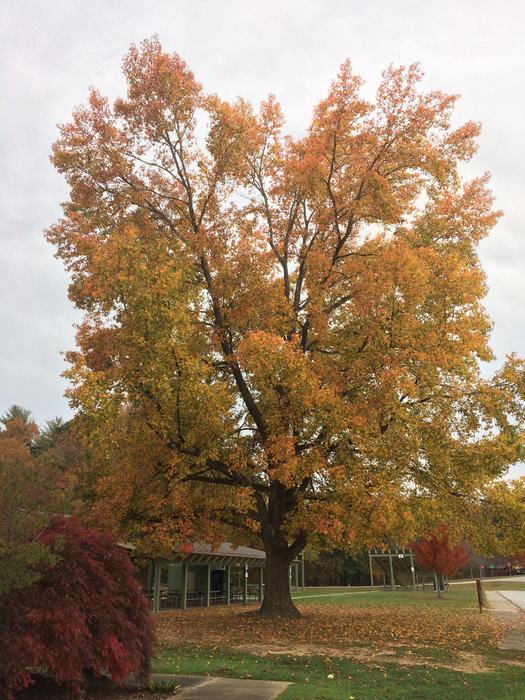 sweetgum fall color