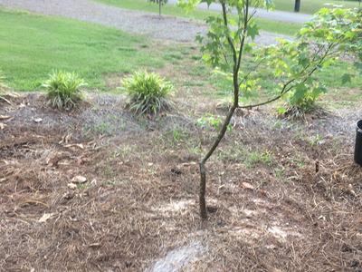 watering newly planted tree