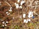 Tree branch with buds