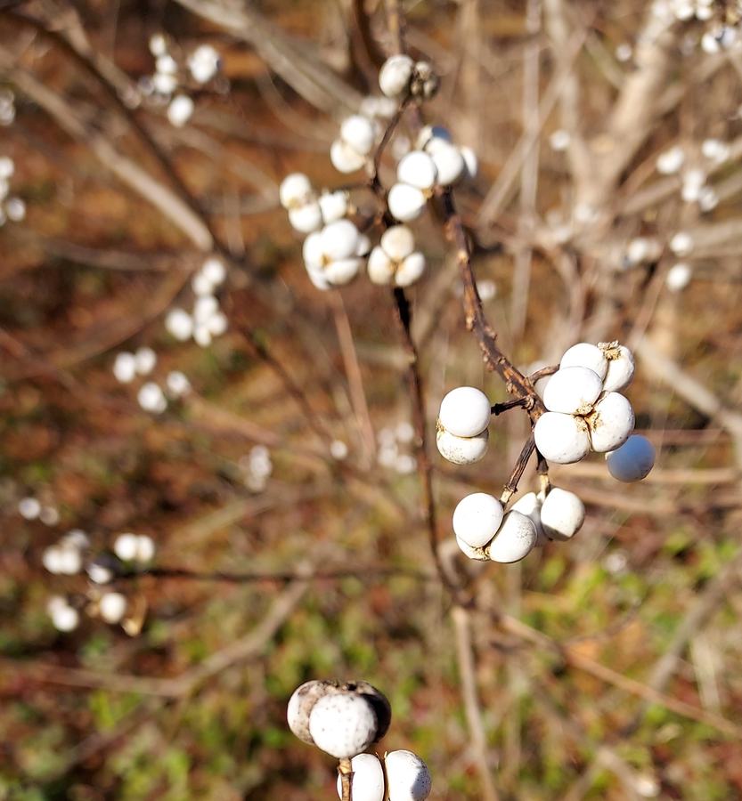 Tree branch with buds