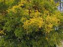 Orange tree bearing many ripe oranges in a yard with pine trees in the background