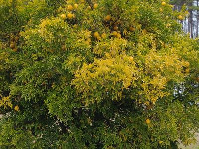 Orange tree bearing many ripe oranges in a yard with pine trees in the background