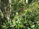 Branches and leaves