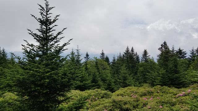 Picture of landscape off of the Blue Ridge Parkway showing trees, mountains, and blue skyline.