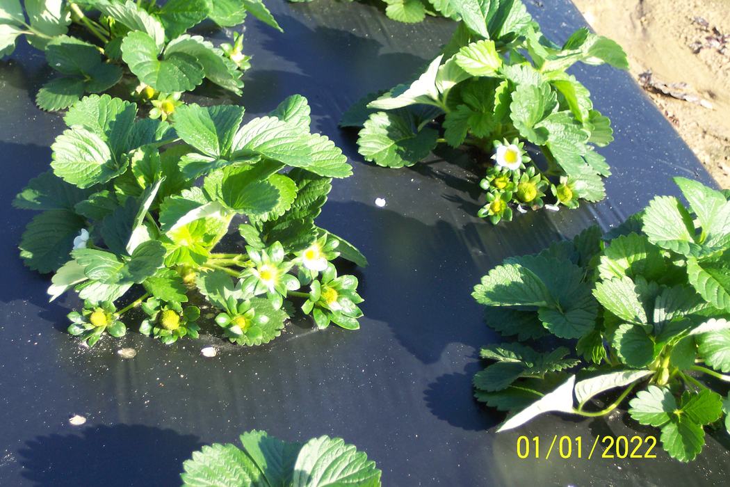 Strawberry plants with white flowers on black plastic mulch, date 01/01/2022