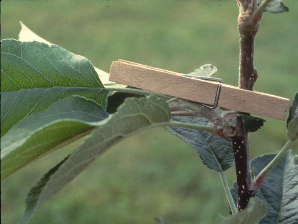 clothespin used to adjust branch angle