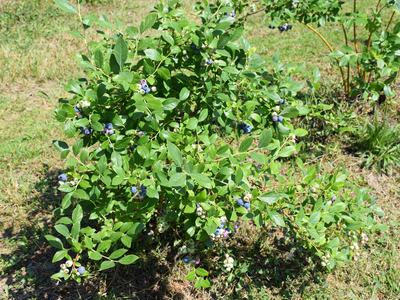 Blueberry Plant
