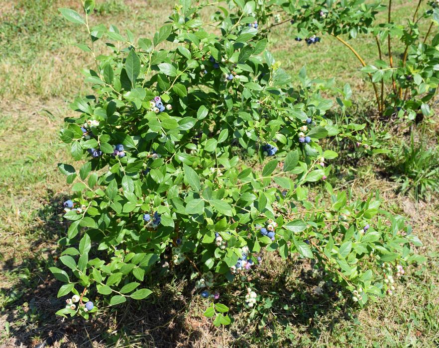 Blueberry Plant