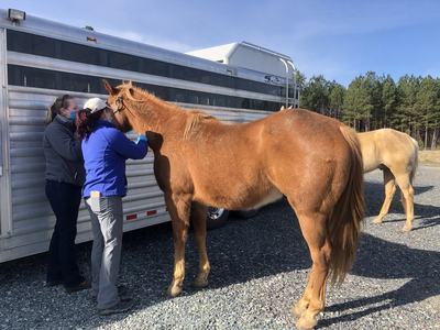 Two people examining chestnut horse beside trailer, palomino horse standing nearby