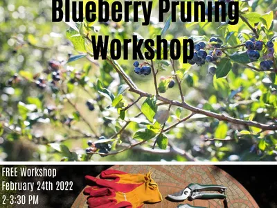 Image with blueberry bushes, a hat, gloves, and pruning shears.
