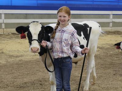 Dairy Steer Program