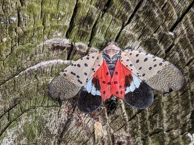 Caitlyn JOhnstone Chesapeake Bay Program