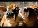 cows