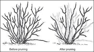 shrub structure before and after pruning