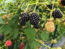 Ripe blackberries and unripe green and pink blackberries hanging on a leafy vine